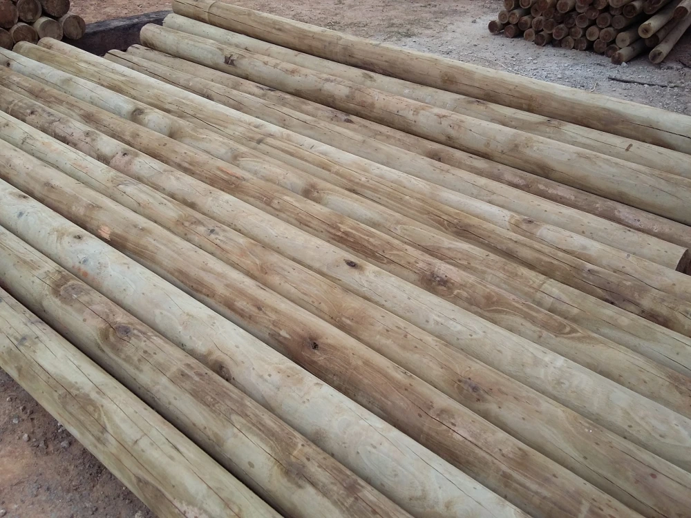 As Diferentes Espécies De Eucalipto Tratado