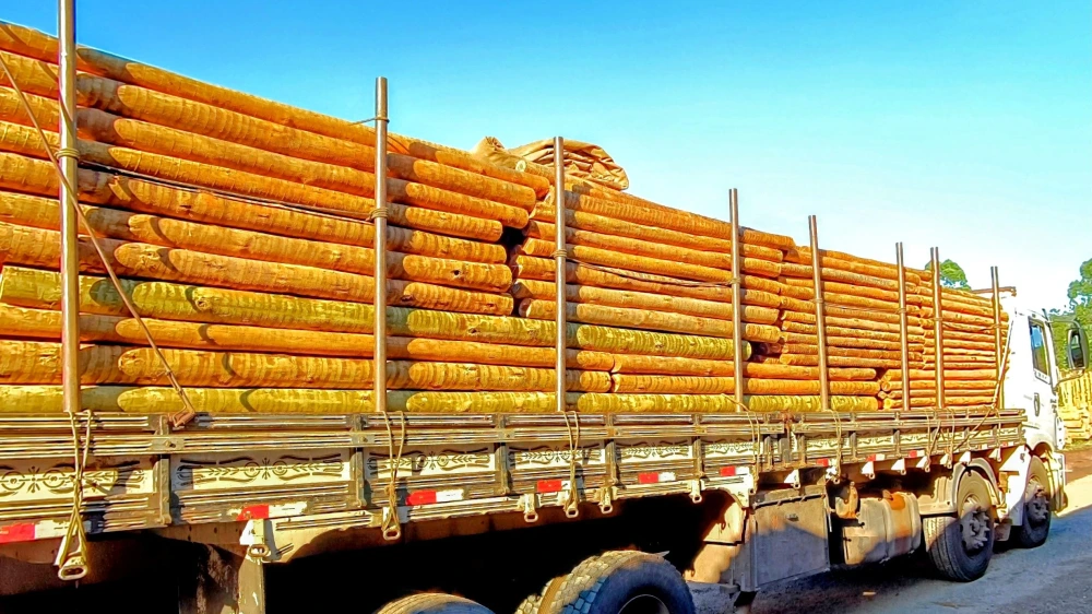 Eucalipto Tratado Em São Paulo - Madeira Tratada de Alta Qualidade