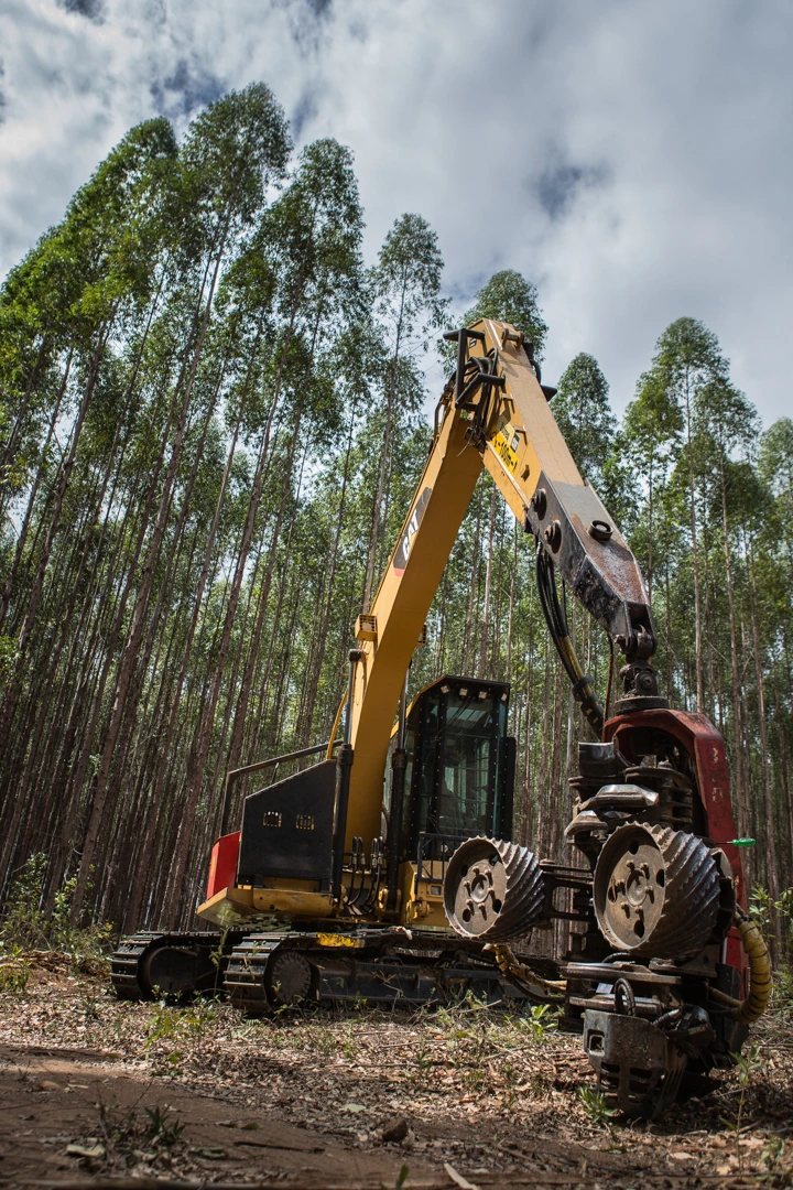 Mitos E Verdades Sobre O Eucalipto - Madeira Tratada de Alta Qualidade